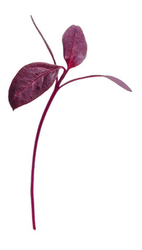 Westlands Micro Leaf Amaranth Red 25g