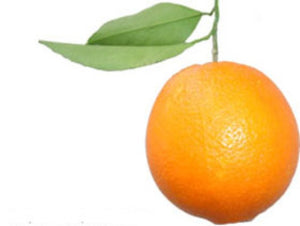 Italian  Large Leaf Orange