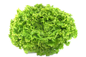 Batavia Organic Lettuce