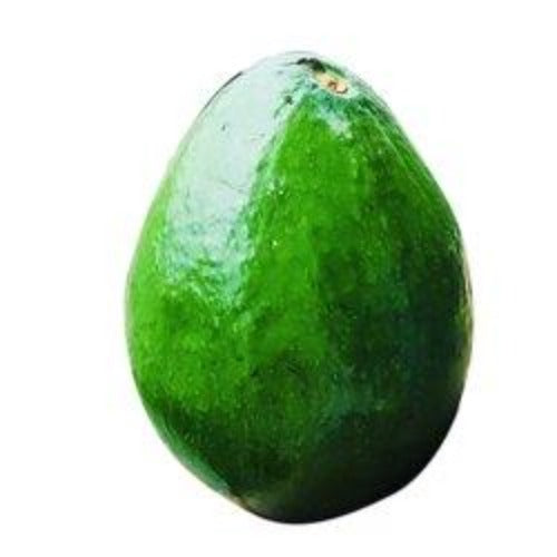 Large Green Avocado